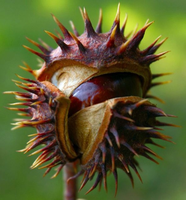 Garden design ideas for the upcoming fall season