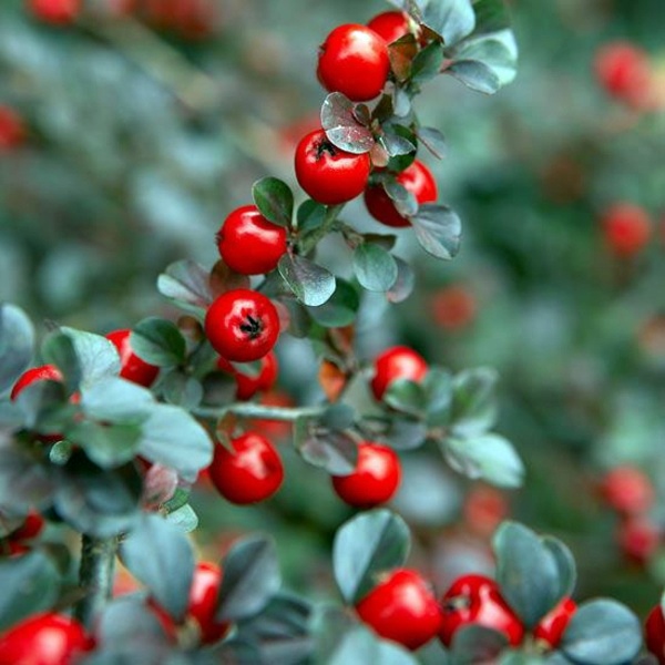Garden design ideas for the upcoming fall season