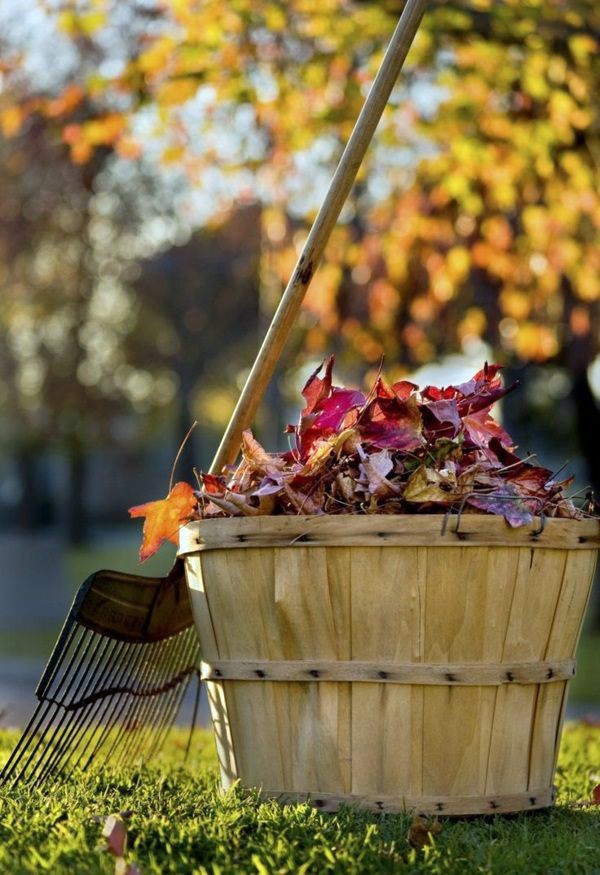 Garden design ideas for the upcoming fall season