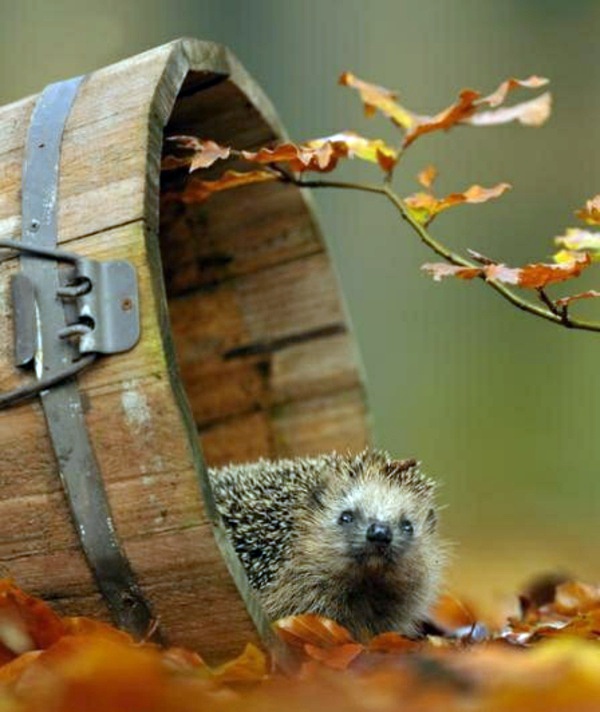 Garden design ideas for the upcoming fall season