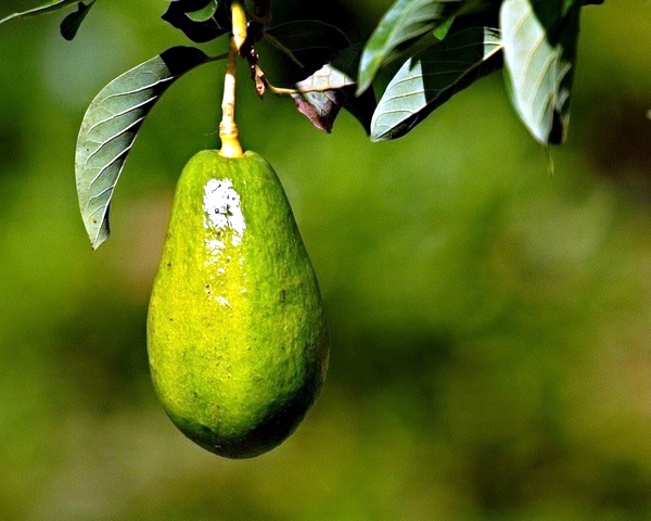 Avocado plant – how can you grow an avocado sapling