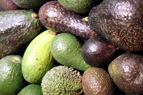 Gartengestaltung - Avocado plant - how can you grow an avocado sapling