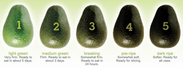 Avocado plant - how can you grow an avocado sapling