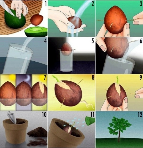 Avocado plant - how can you grow an avocado sapling