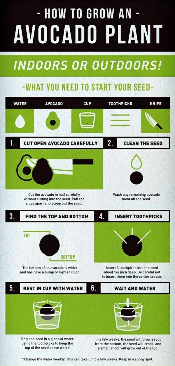 Avocado plant - how can you grow an avocado sapling