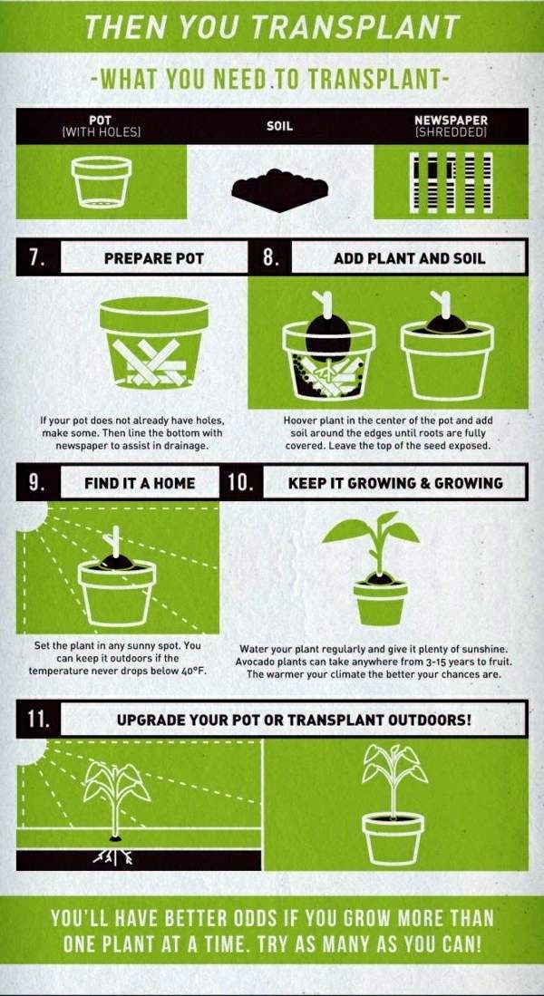 Avocado plant - how can you grow an avocado sapling