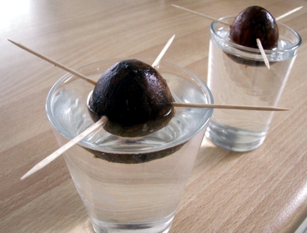 Avocado plant - how can you grow an avocado sapling