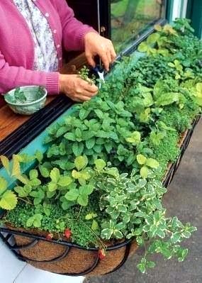 Create a garden of edible herbs