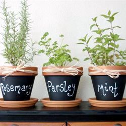 Create a garden of edible herbs