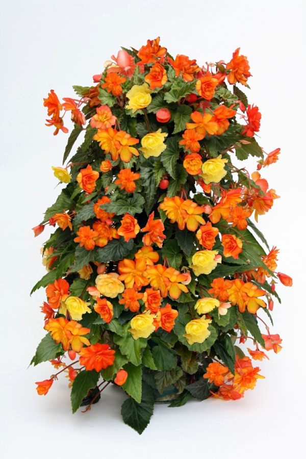 Cool flower towers - the absolute flowery garden design