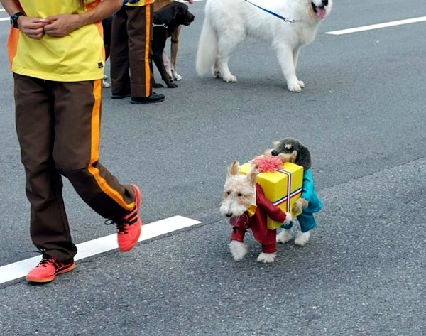 Halloween Costumes for Pets mounted