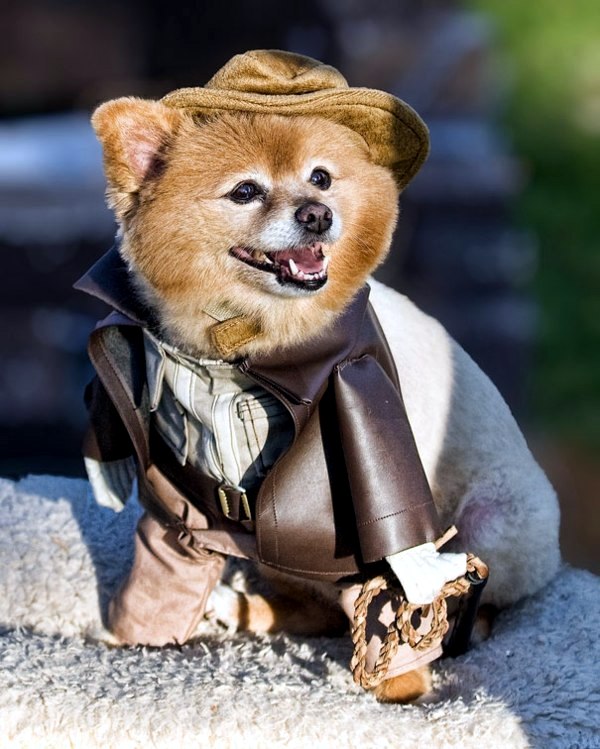 Halloween Costumes for Pets mounted