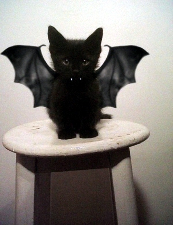 Halloween Costumes for Pets mounted