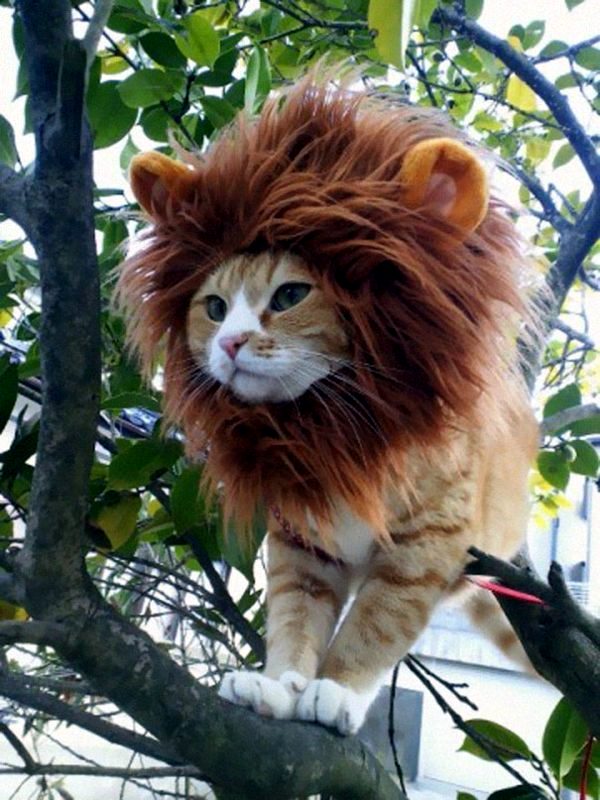 Halloween Costumes for Pets mounted