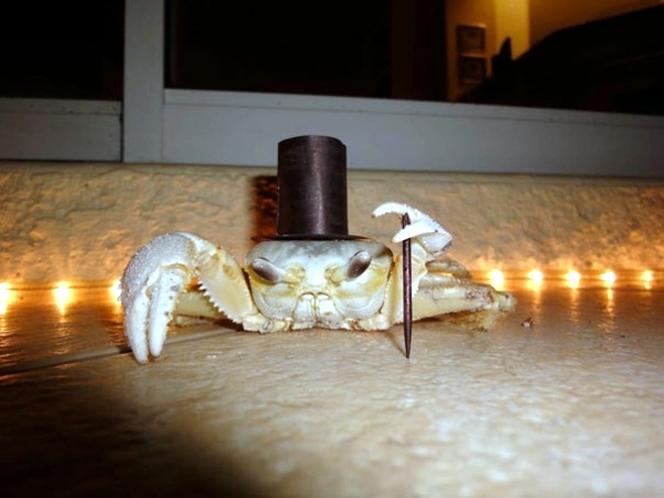 Halloween Costumes for Pets mounted