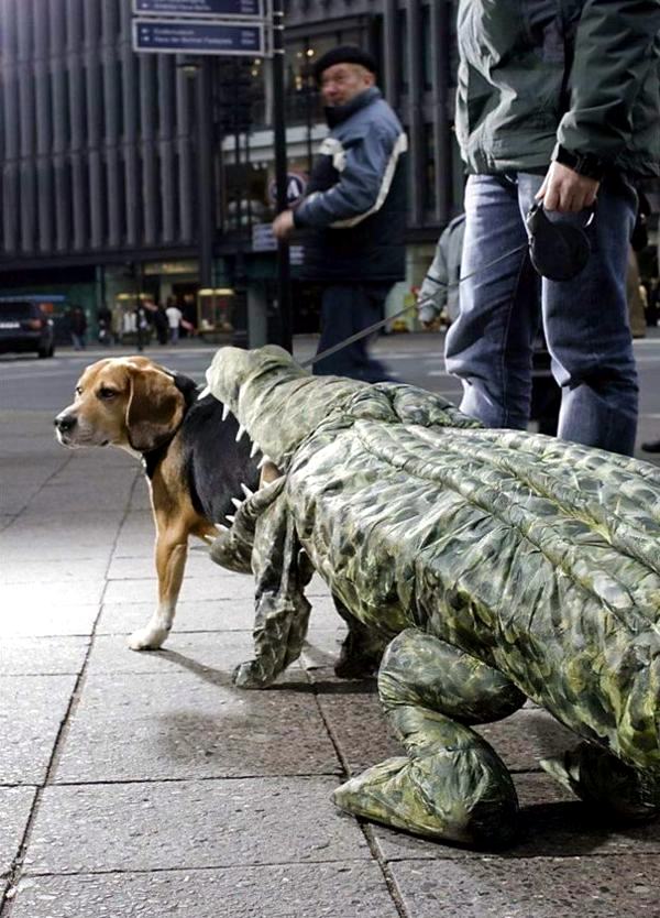 Halloween Costumes for Pets mounted