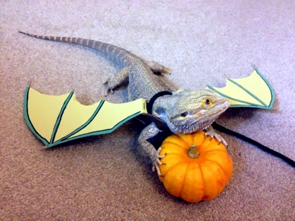 Halloween Costumes for Pets mounted