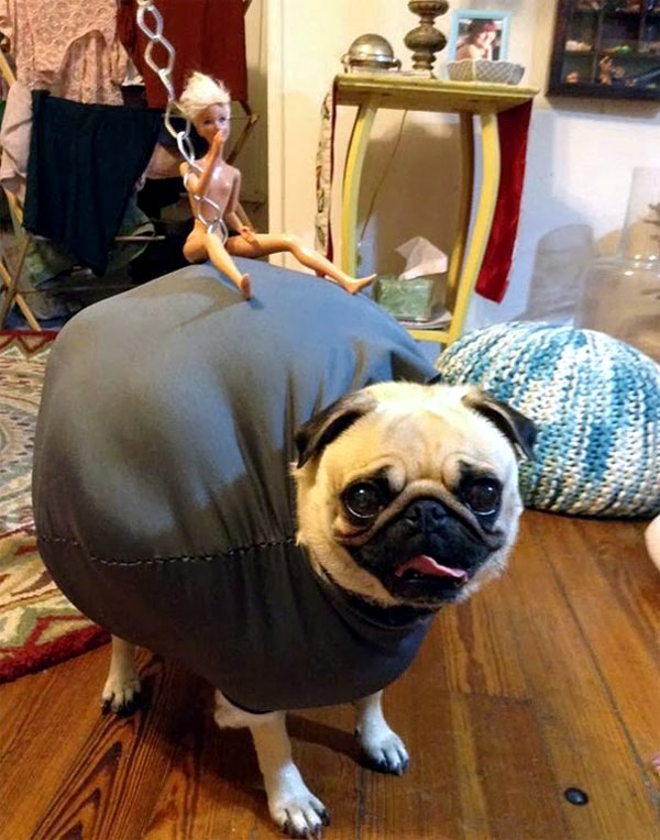 Halloween Costumes for Pets mounted