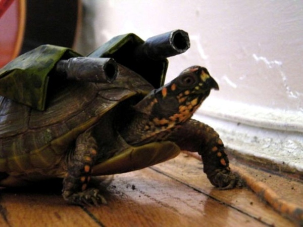 Halloween Costumes for Pets mounted