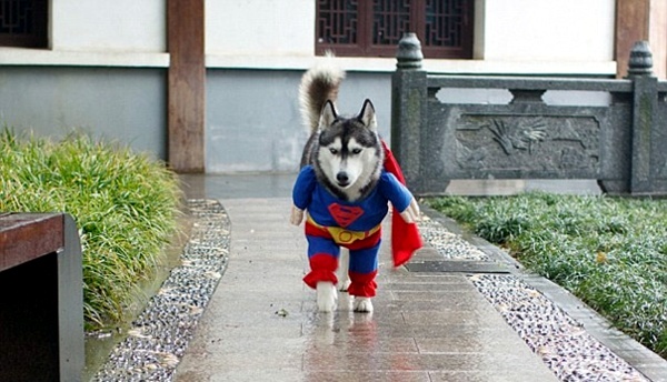 Halloween Costumes for Pets mounted