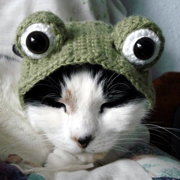 Halloween Costumes for Pets mounted