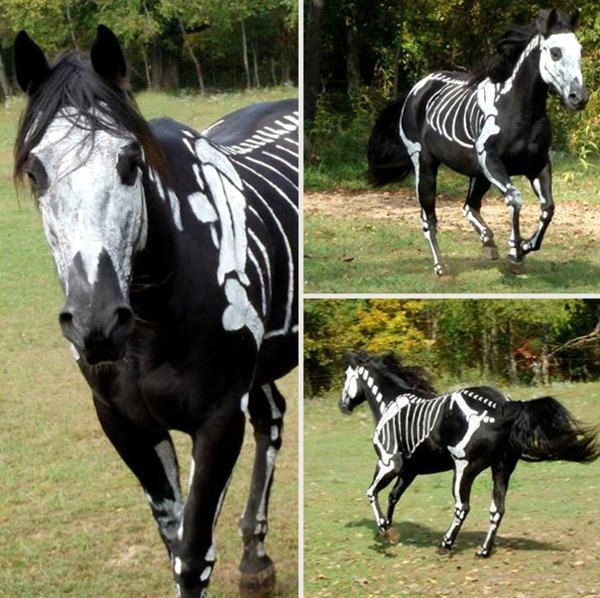 Haustiere - Halloween Costumes for Pets mounted