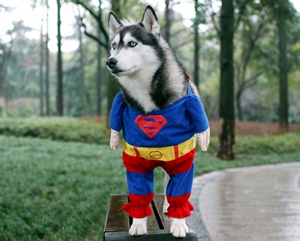 Halloween Costumes for Pets mounted