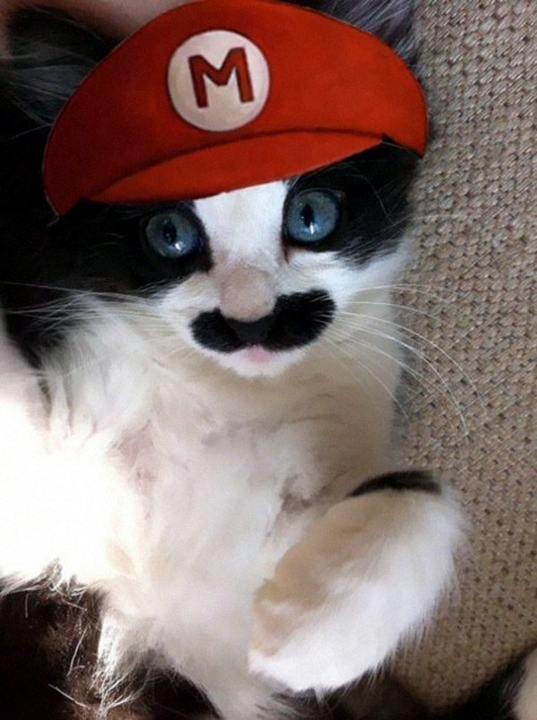 Halloween Costumes for Pets mounted