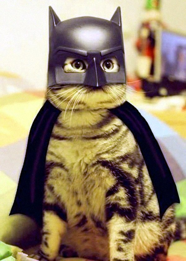 Halloween Costumes for Pets mounted
