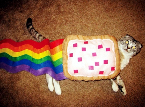 Halloween Costumes for Pets mounted