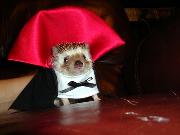 Halloween Costumes for Pets mounted