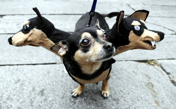 Halloween Costumes for Pets mounted