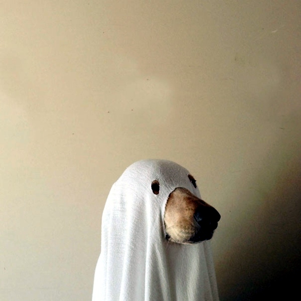 Halloween Costumes for Pets mounted