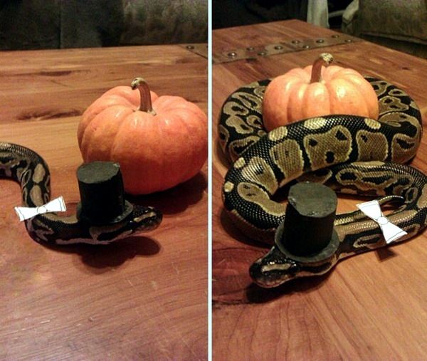 Halloween Costumes for Pets mounted
