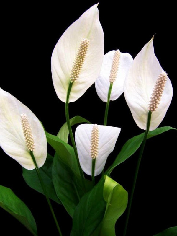 Feng Shui House plants - set up rules after the Feng Shui
