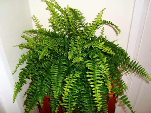Feng Shui House plants - set up rules after the Feng Shui