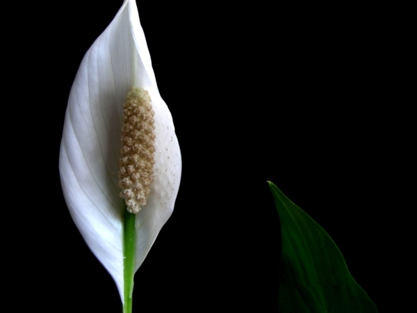 Feng Shui House plants - set up rules after the Feng Shui