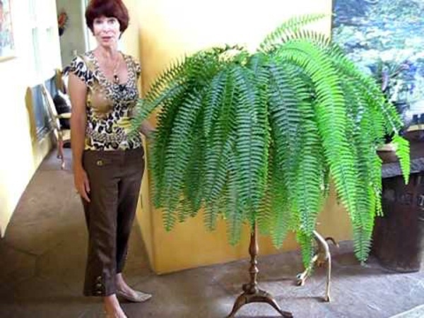 Feng Shui House plants - set up rules after the Feng Shui