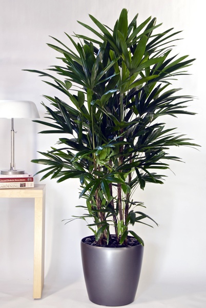 Gartengestaltung - Feng Shui House plants - set up rules after the Feng Shui