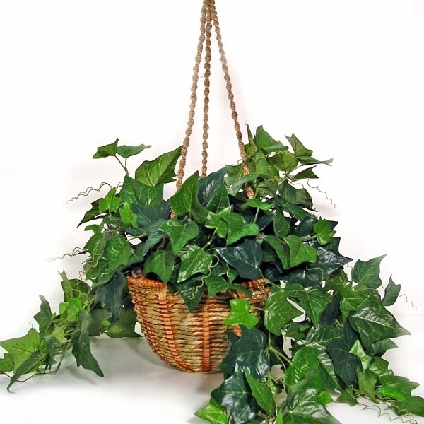 Feng Shui House plants - set up rules after the Feng Shui