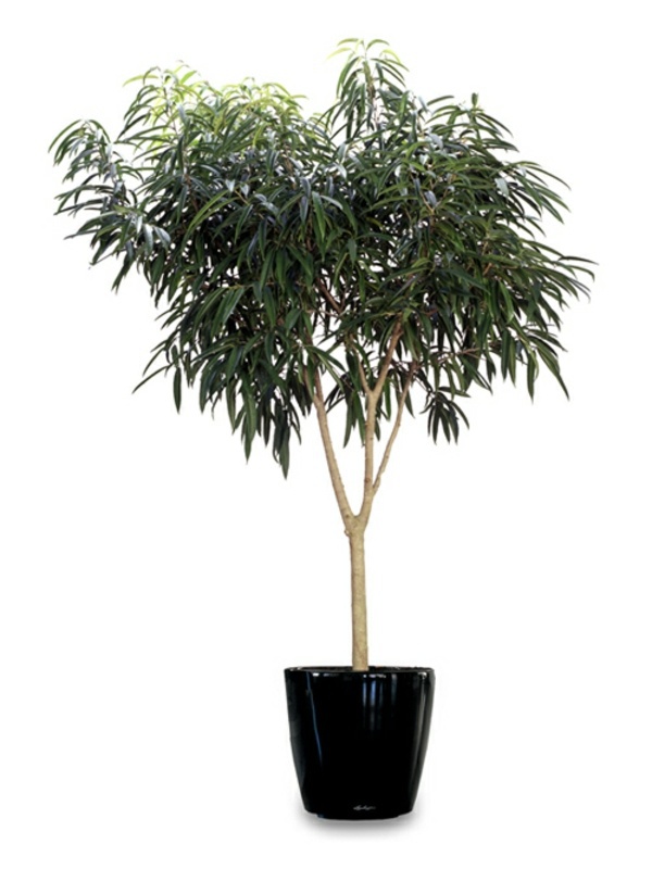 Feng Shui House plants - set up rules after the Feng Shui