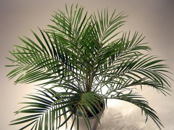 Feng Shui House plants - set up rules after the Feng Shui
