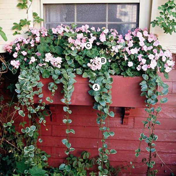 Landscaping: Fresh Ideas for Window Planter