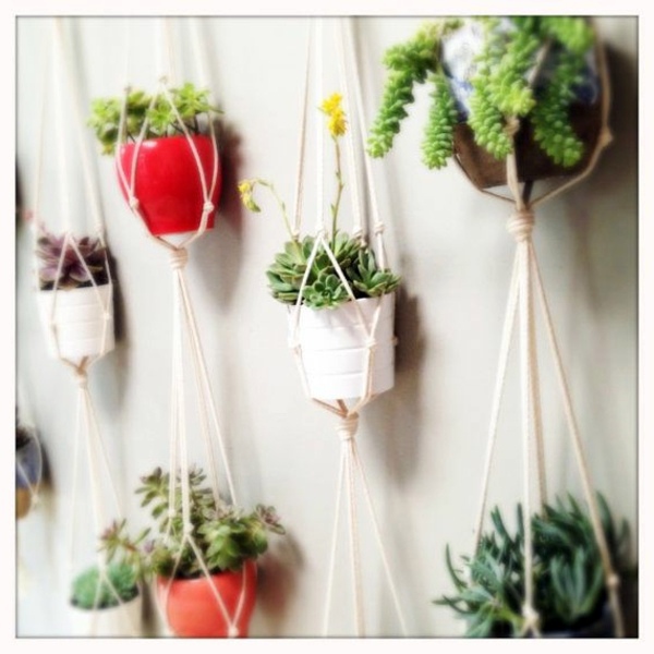 Hanging indoor plants and patio plants - hanging plants for the purpose of green house Hanging indoor plants and patio plants - hanging plants for the purpose of green house