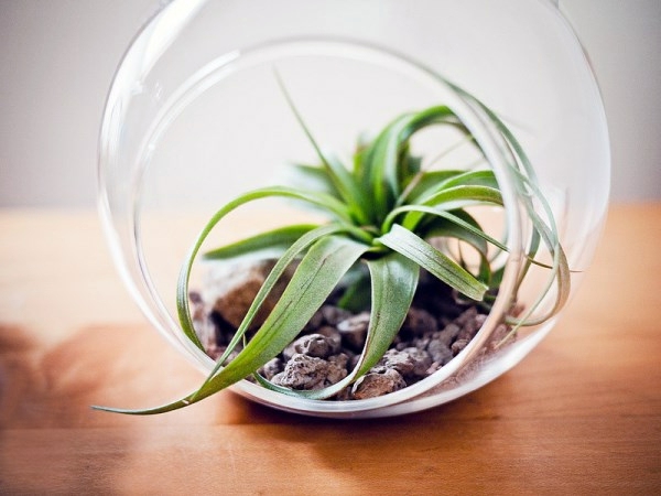 Garten & Pflanzen - Create a unique air plant terrarium