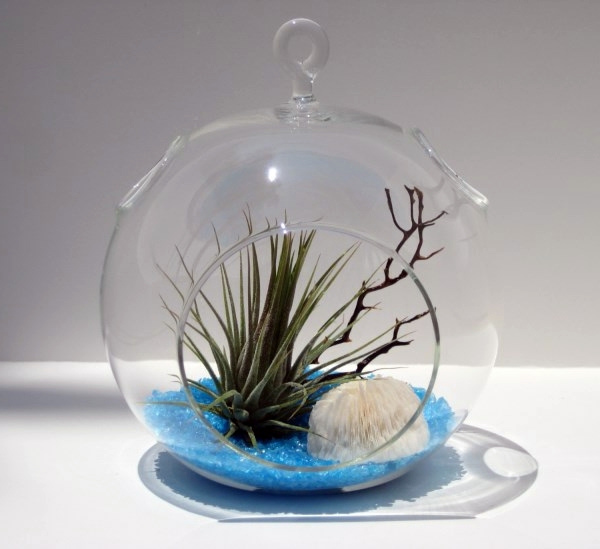 Create a unique air plant terrarium