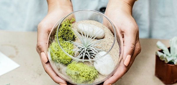 Create a unique air plant terrarium