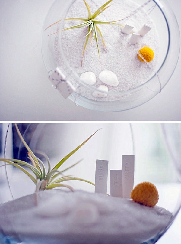 Create a unique air plant terrarium