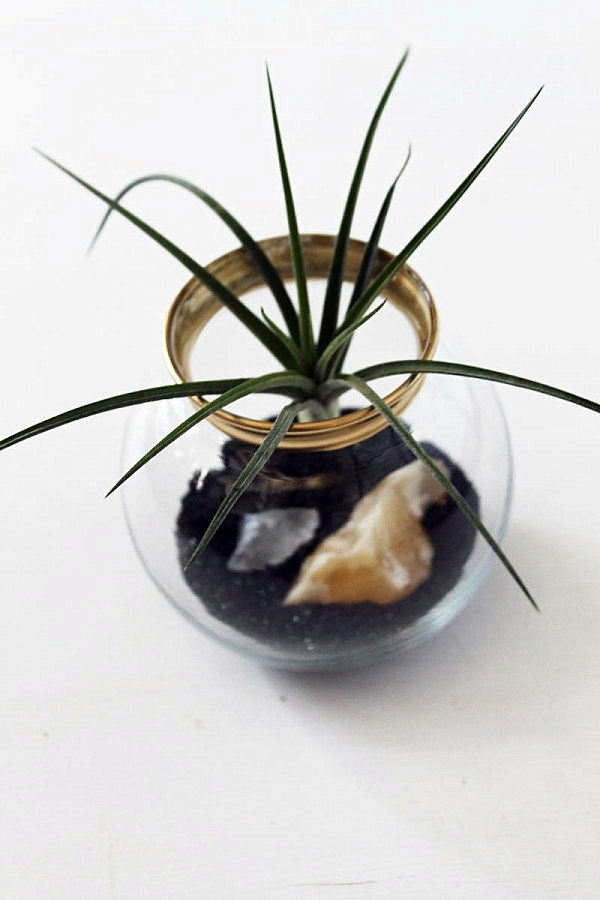 Create a unique air plant terrarium