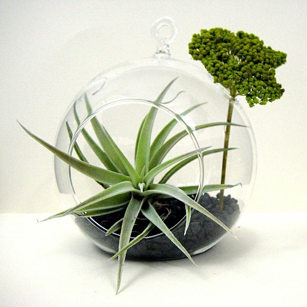 Create a unique air plant terrarium
